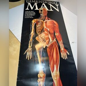 3D Life Size Popup Dimensional Man by David Pelham 1989 Anatomical Vintage NEW